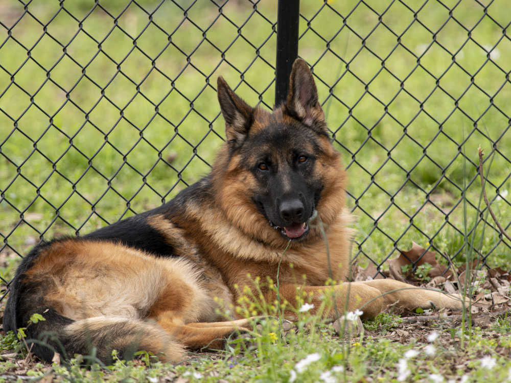 Author's German Shepherd Dog lying down in front of fence